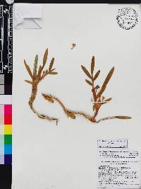 Image of Maxillaria lawrenceana