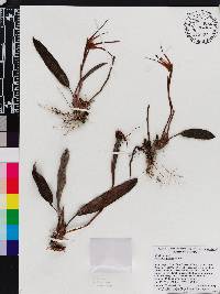 Maxillaria patens image