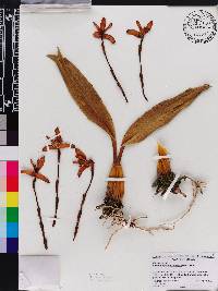 Image of Maxillaria phoenicanthera