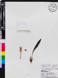 Image of Maxillaria pulla