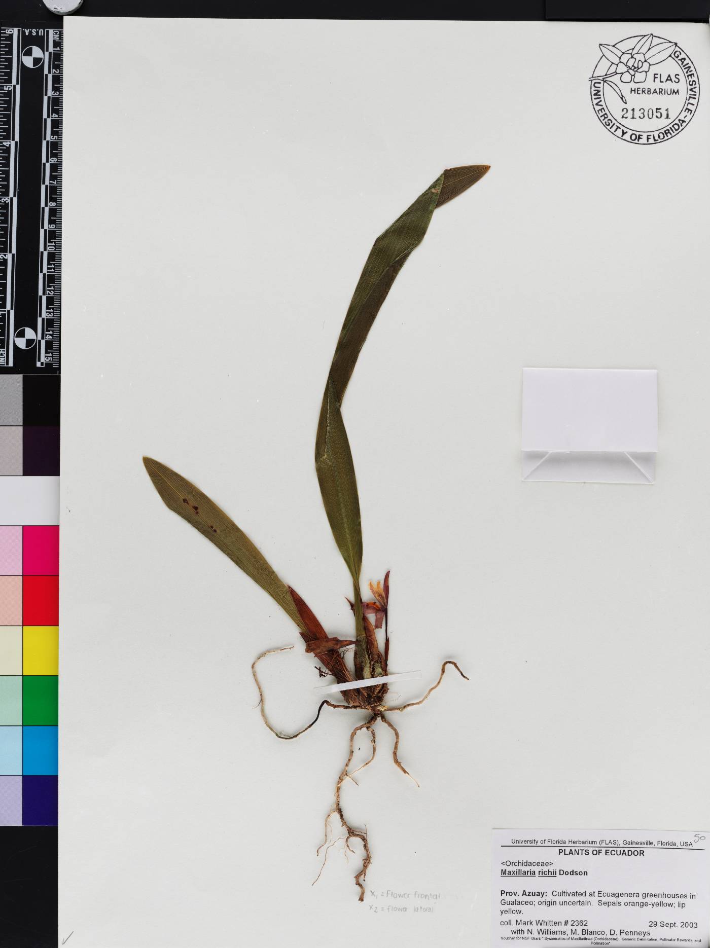 Maxillaria richii image