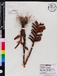 Maxillaria scalariformis image