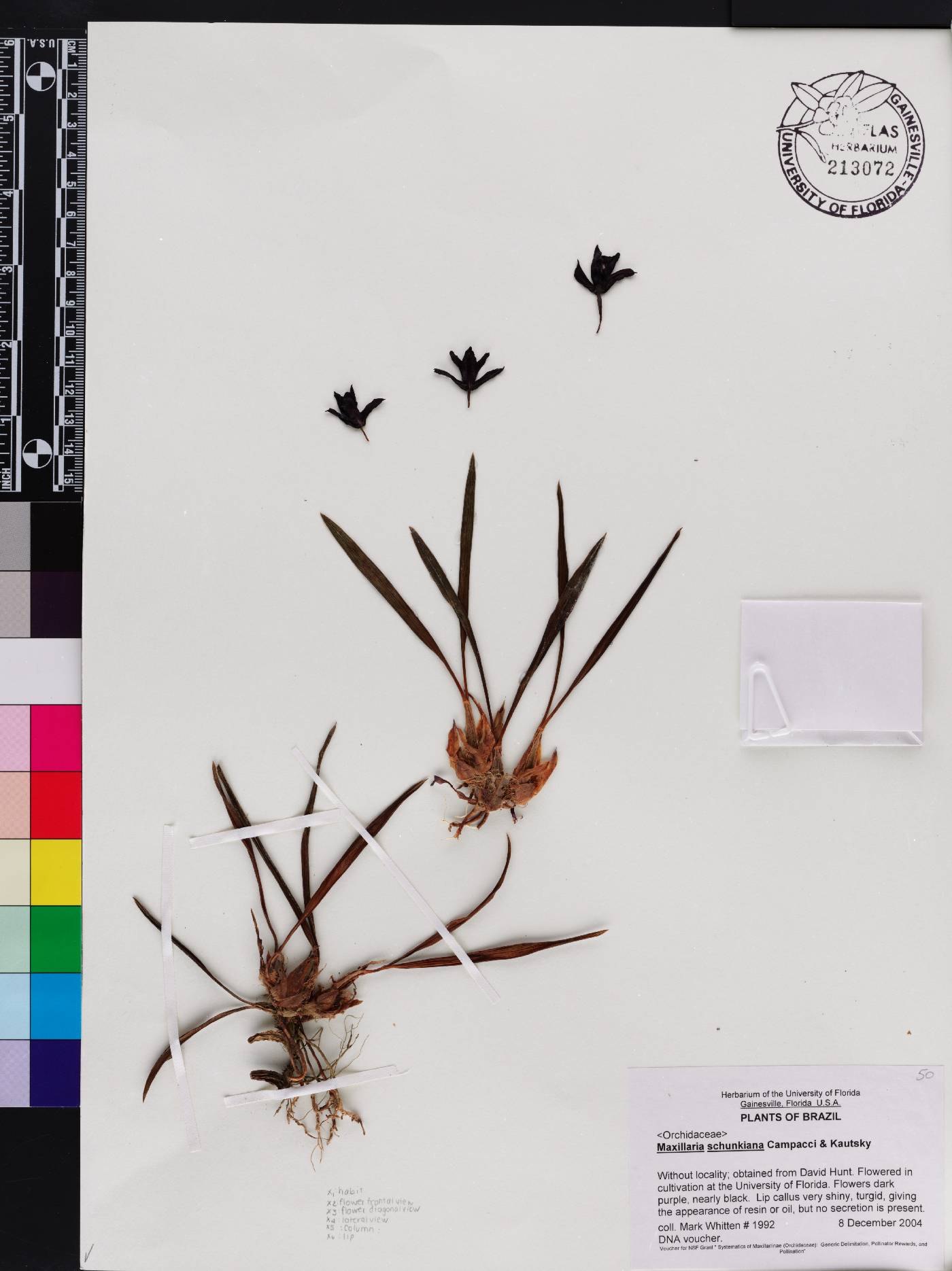 Maxillaria schunkeana image