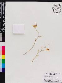 Oncidium abortivum image