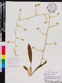 Oncidium abortivum image