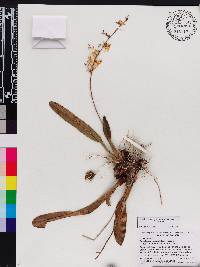 Oncidium cheirophorum image