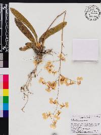 Oncidium obryzatoides image