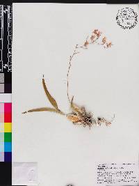 Oncidium sotoanum image