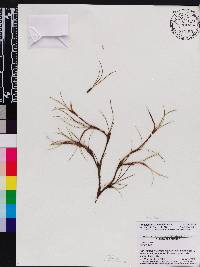 Maxillaria antioquiensis image