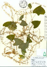 Dioscorea dodecaneura image