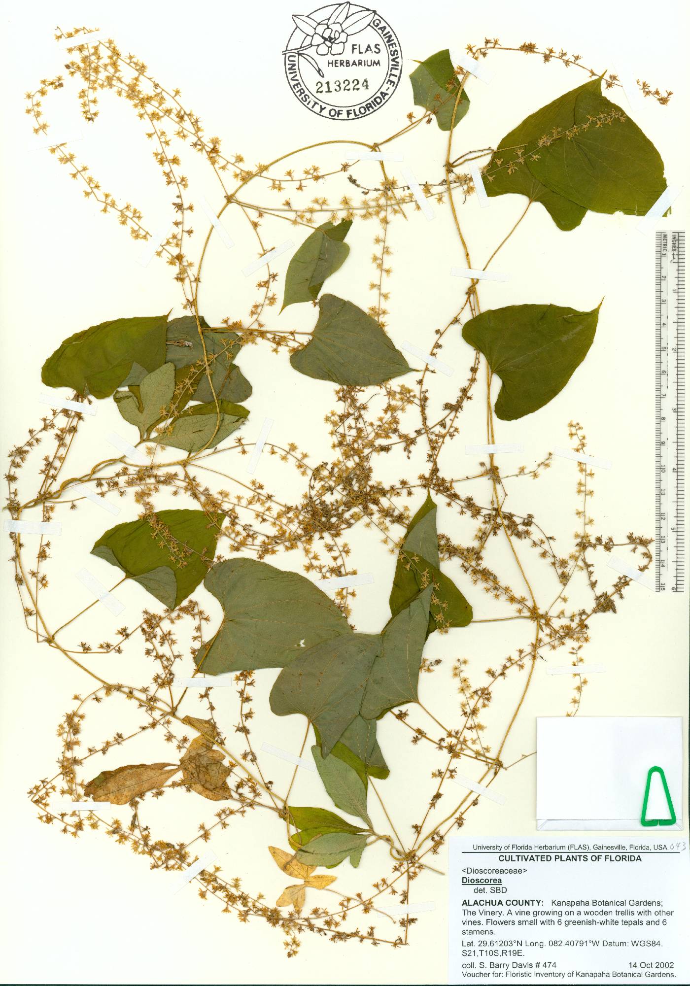 Dioscorea dodecaneura image