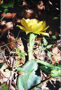 Opuntia mesacantha subsp. lata image