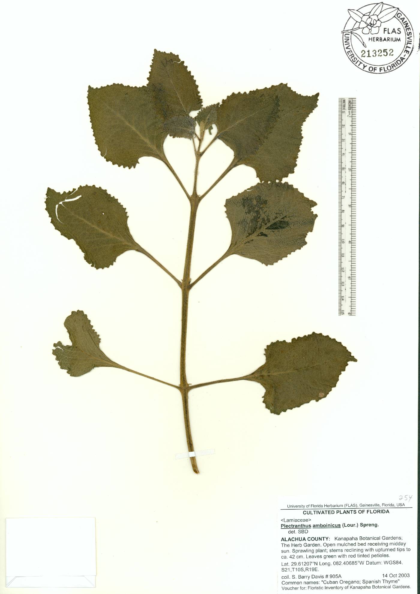 Coleus amboinicus image