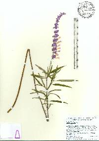 Salvia leucantha image