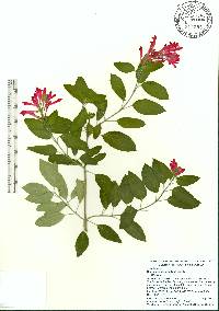 Scutellaria longifolia image