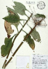 Lactuca floridana image