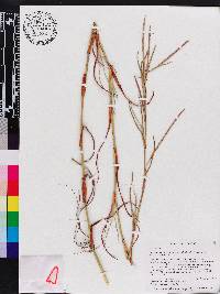 Hemarthria altissima image