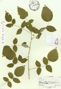 Rubus niveus image