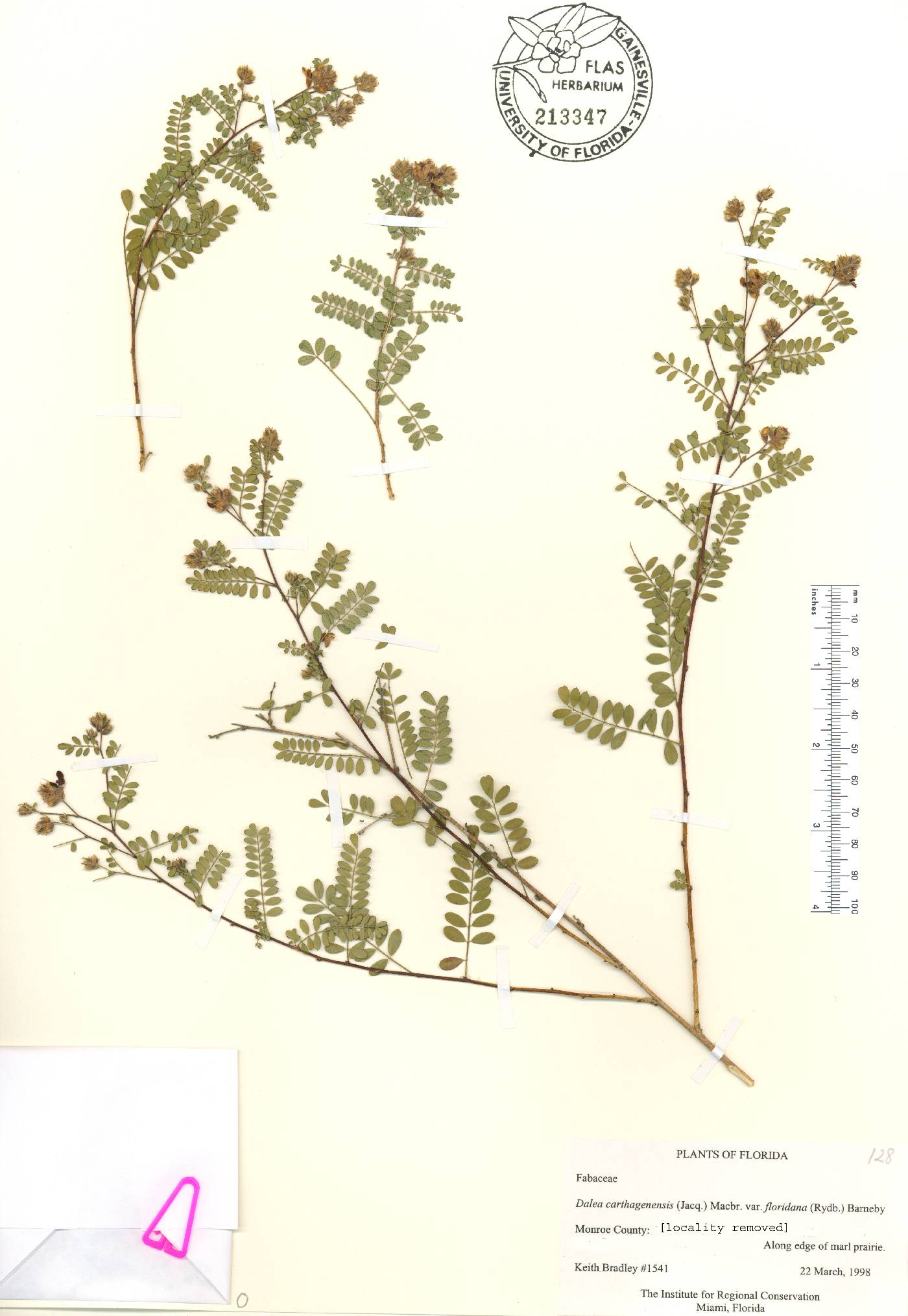 Dalea carthagenensis image