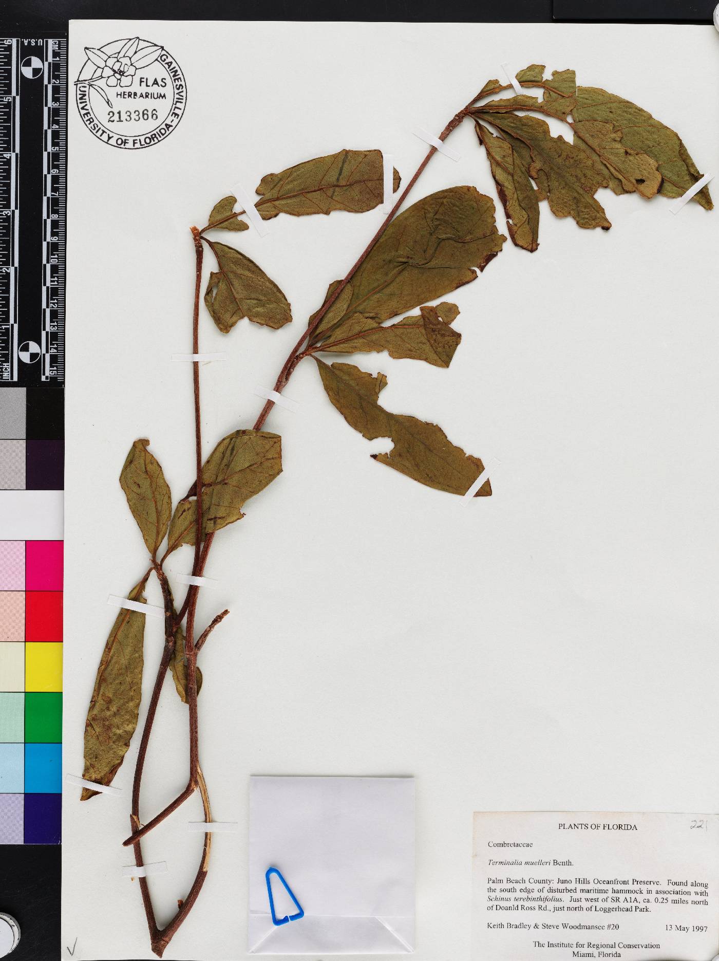 Terminalia muelleri image