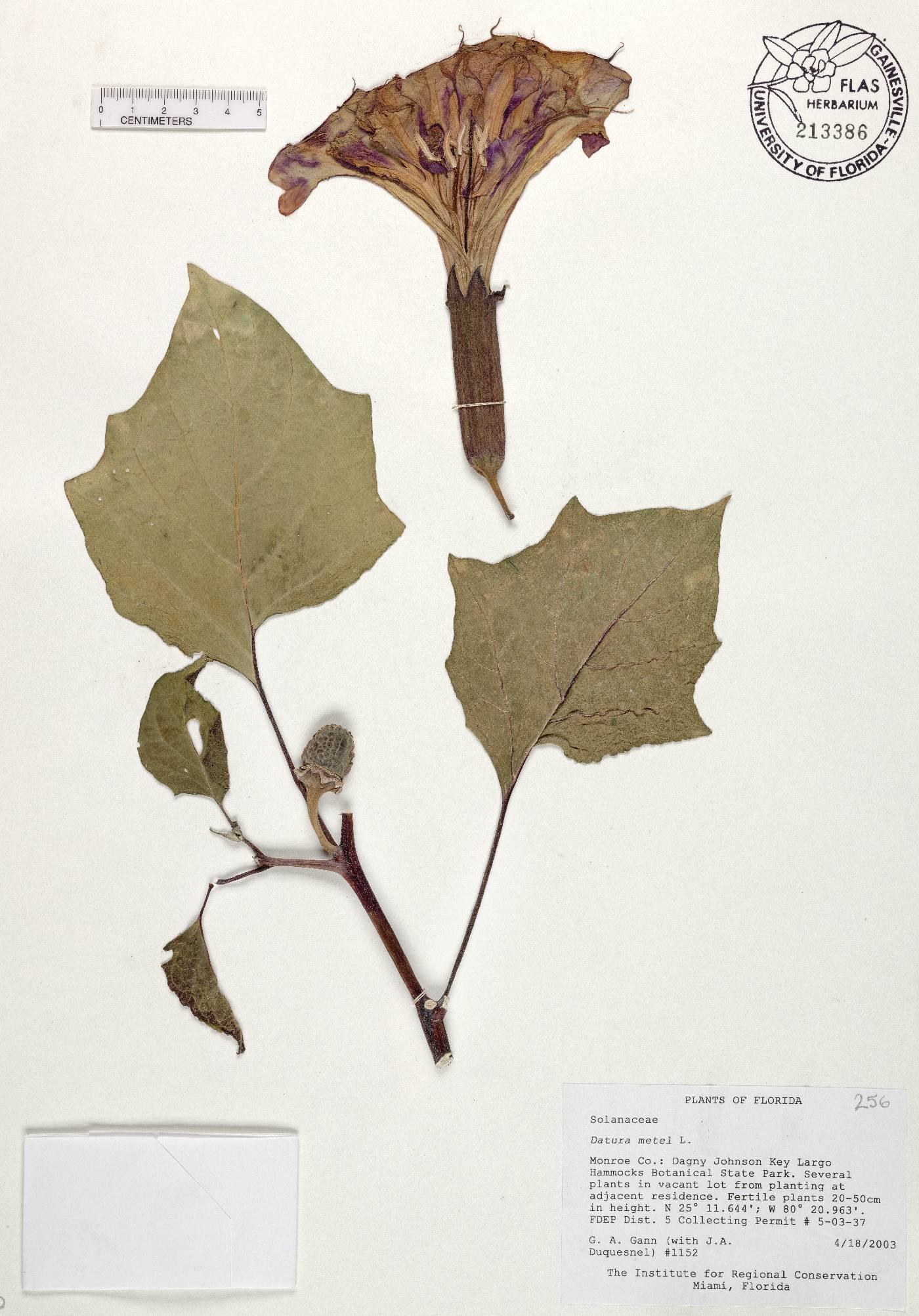 Datura metel image