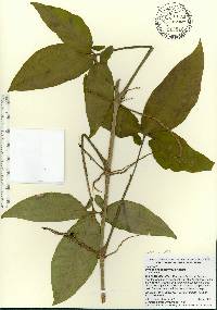 Syngonium podophyllum image