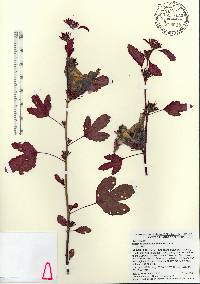 Hibiscus acetosella image