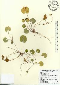 Centella asiatica image