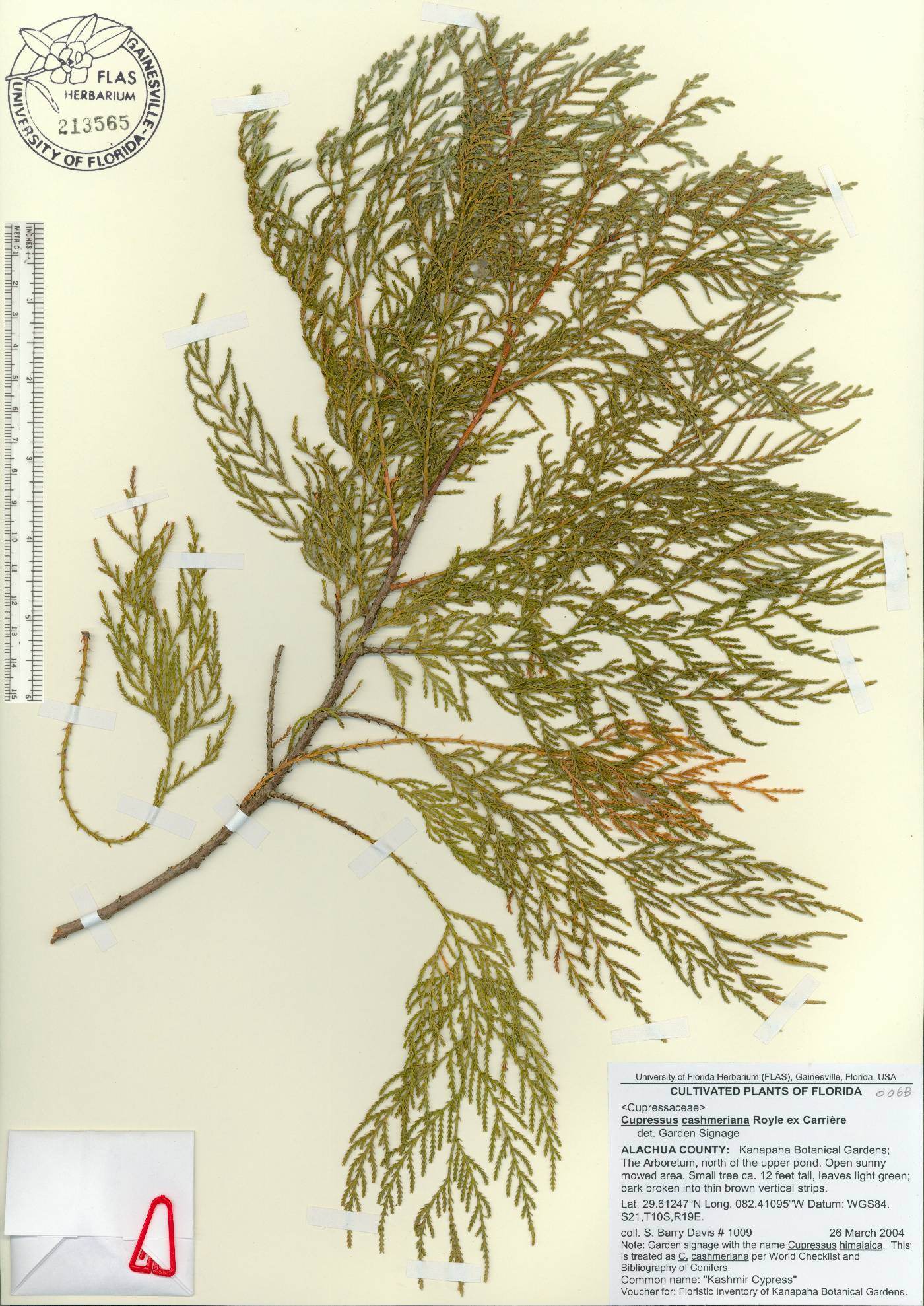 Cupressus cashmeriana image