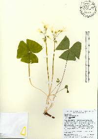 Oxalis triangularis image