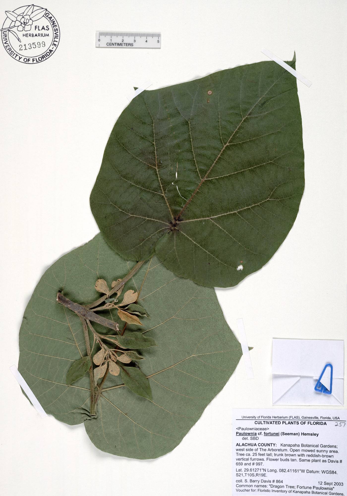 Paulownia fortunei image