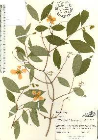 Philadelphus zeyheri image