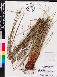 Juncus roemerianus image