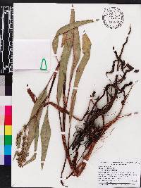 Rumex verticillatus image