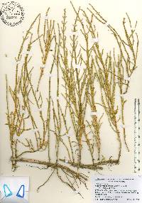 Salicornia ambigua image