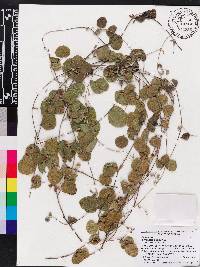 Rhynchosia cinerea image