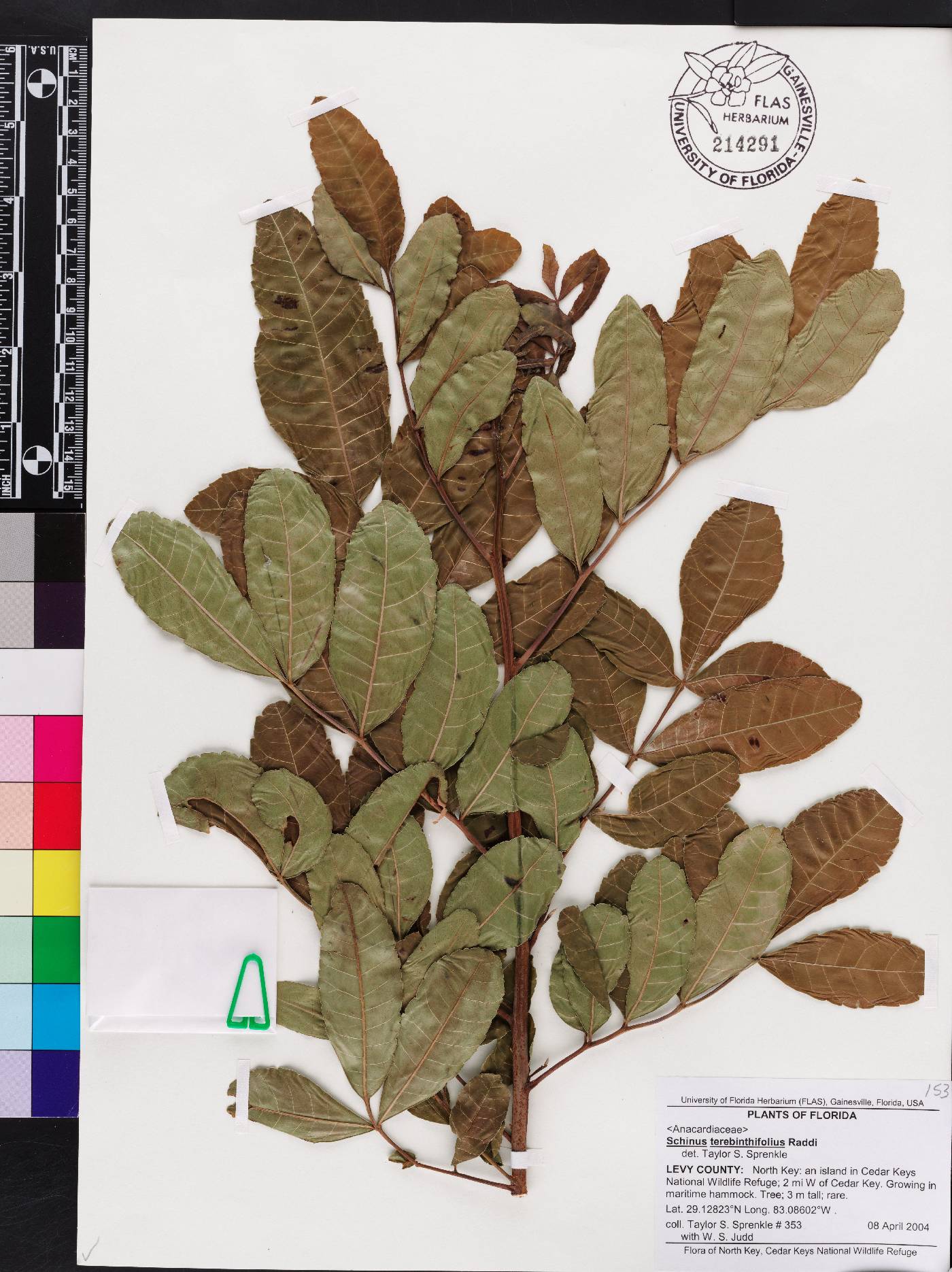 Schinus terebinthifolia image