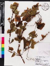 Vitis rotundifolia image