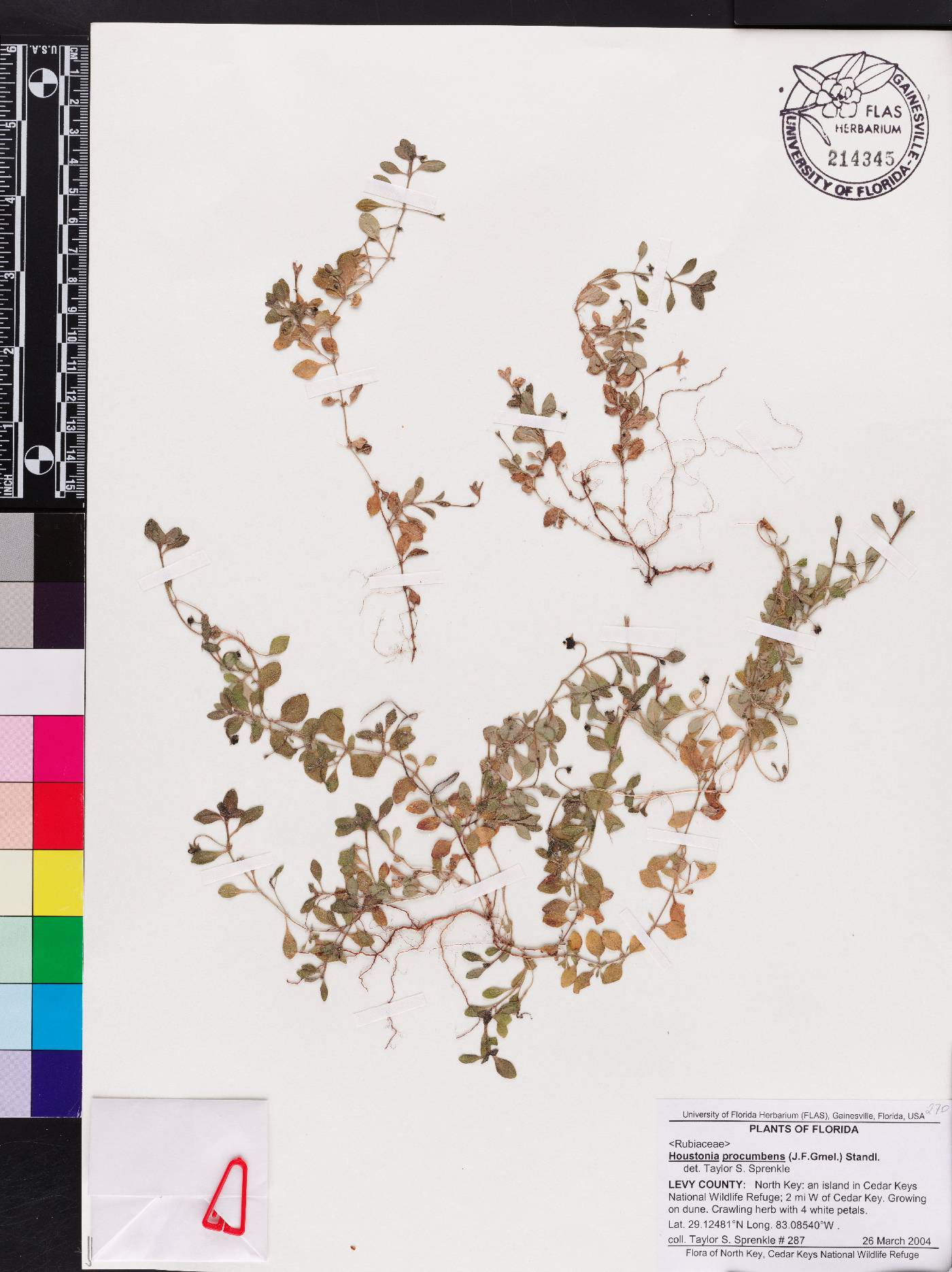 Houstonia procumbens image