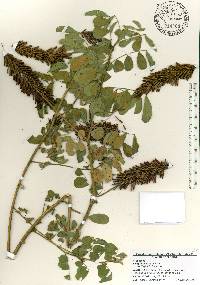 Indigofera hirsuta image