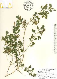 Indigofera spicata image