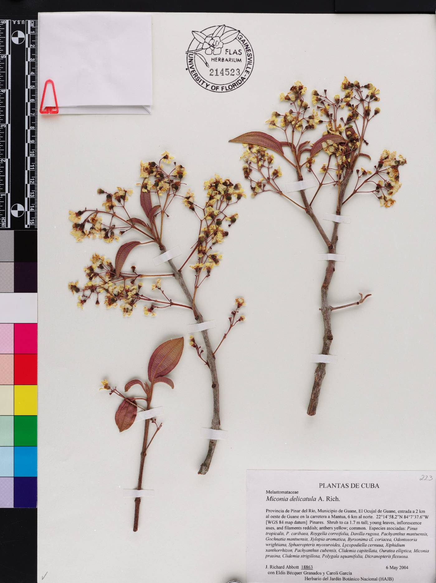 Miconia delicatula image