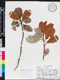 Gesneria clarensis image