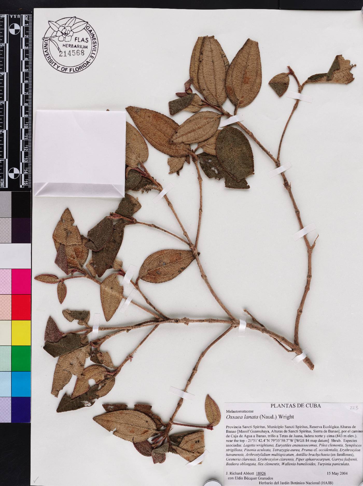 Miconia lanatifolia image