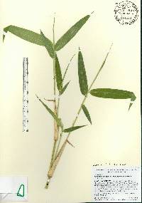 Arundinaria gigantea image