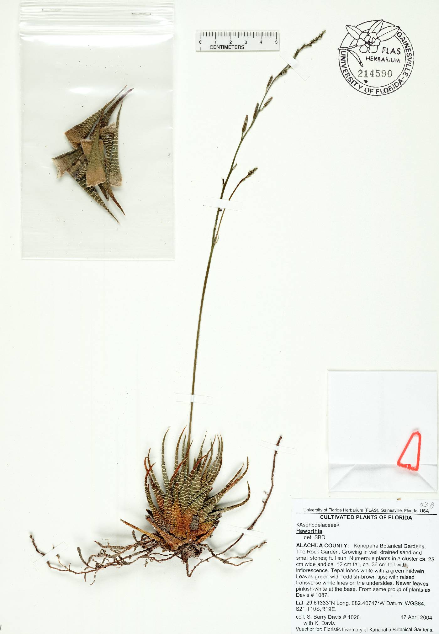 Haworthia fasciata image