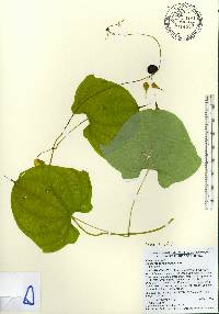 Dioscorea sansibarensis image