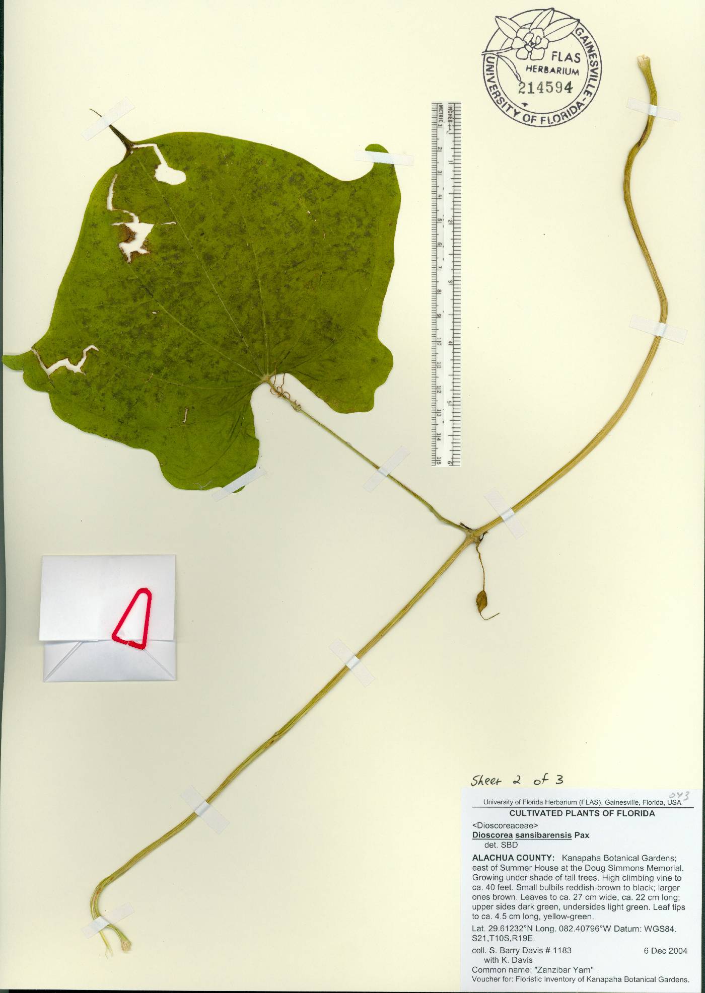 Dioscorea sansibarensis image