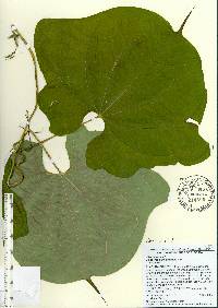 Dioscorea sansibarensis image