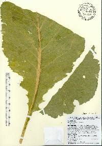 Brassica juncea image